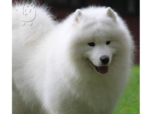 Samoyed puppy